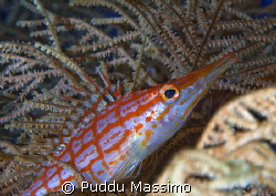 hawk fish,nikon d2x 60mm macro by Puddu Massimo 